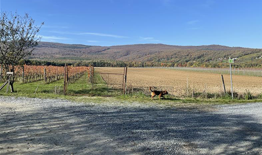 Blick auf Felder und Hügel